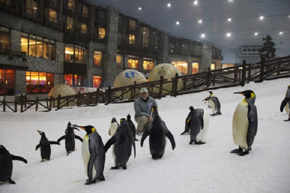 ski-dubai-penguins.jpg