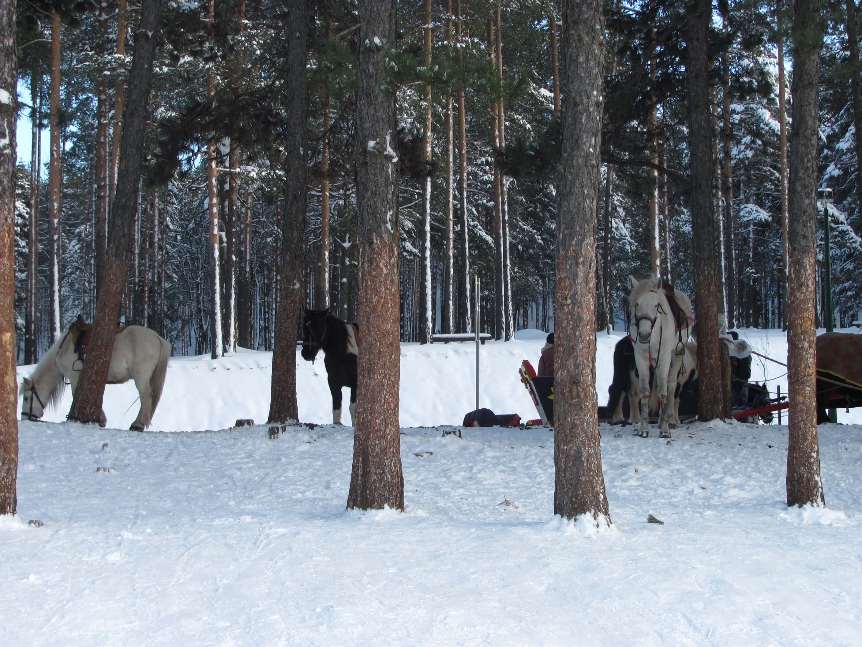 zlatibor-konji.jpg